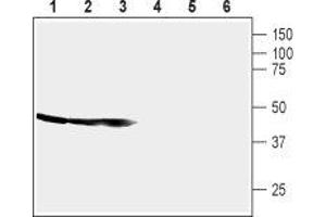 Western blot analysis of mouse brain membrane (lanes 1 and 4), rat brain membrane (lane 2 and 5) and rat cortex lysate (lane 3 and 6): - 1-3.