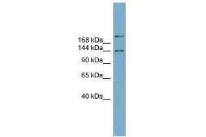 WB Suggested Anti-MAPKBP1 Antibody Titration: 0. (MAPKBP1 anticorps  (N-Term))