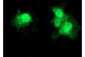 Immunofluorescence (IF) image for anti-Deoxythymidylate Kinase (Thymidylate Kinase) (DTYMK) antibody (ABIN1497920) (DTYMK anticorps)