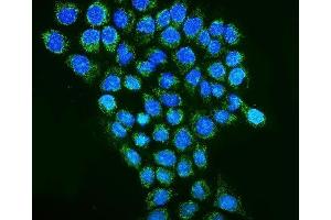 IF analysis of REA/PHB2 using anti-REA/PHB2 antibody (ABIN7599240).
