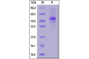 Human CD19 (20-291) Protein, His Tag on  under reducing (R) condition. (CD19 Protein (AA 20-291) (His tag))