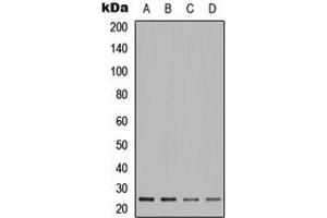 Western blot analysis of POLR2E expression in A549 (A), Jurkat (B), HeLa (C), PC12 (D) whole cell lysates. (POLR2E anticorps  (Center))
