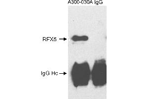 Western Blotting (WB) image for anti-Regulatory Factor X 5 (RFX5) (C-Term) antibody (ABIN7449604)