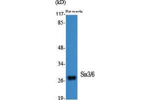 Western Blot (WB) analysis of specific cells using Six3/6 Polyclonal Antibody. (Six3/6 anticorps  (Internal Region))