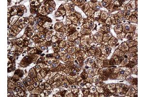 Image no. 6 for anti-Pogo Transposable Element with KRAB Domain (POGK) antibody (ABIN1500329)