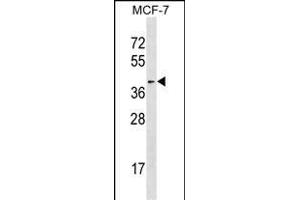 HDAC11 Antibody (M1) (ABIN387964 and ABIN2844702) western blot analysis in MCF-7 cell line lysates (35 μg/lane).