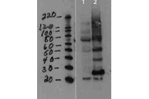 Western Blot of Rabbit anti-MMTV antibody. (FAM89B anticorps)