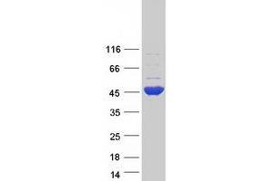 Validation with Western Blot