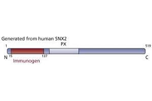 Image no. 2 for anti-Sorting Nexin 2 (SNX2) (AA 15-137) antibody (ABIN968465) (Sorting Nexin 2 anticorps  (AA 15-137))