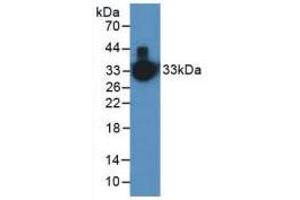 Figure. (Kallikrein 1 anticorps  (AA 25-261))