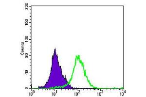 Flow cytometric analysis of K-562 cells using MAP2K4 monoclonal antibody, clone 5H4  (green) and negative control (purple). (MAP2K4 anticorps)