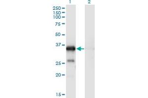Western Blot analysis of WBP2 expression in transfected 293T cell line by WBP2 monoclonal antibody (M02), clone 3B1.