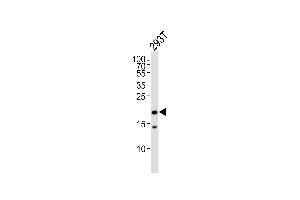 Western blot analysis of lysate from 293T cell line,using RPL26L Antibody (ABIN6242033). (RPL26L anticorps)