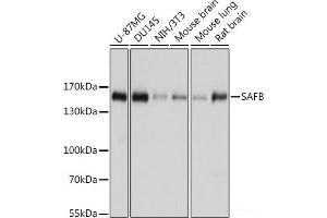 Western blot analysis of extracts of various cell lines using SAFB Polyclonal Antibody at dilution of 1:1000.