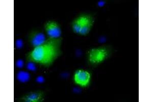 Anti-SILV mouse monoclonal antibody (ABIN2452228) immunofluorescent staining of COS7 cells transiently transfected by pCMV6-ENTRY SILV (RC200663). (Melanoma gp100 anticorps)