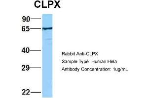 Host: Rabbit Target Name: EGFL8 Sample Type: Hela Antibody Dilution: 1. (CLPX anticorps  (C-Term))
