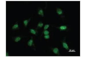 Immunostaining analysis in HeLa cells. (BBX anticorps)