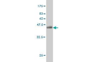 Western Blot detection against Immunogen (39.
