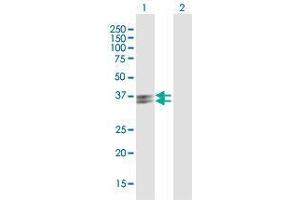 Western Blot analysis of PVRIG expression in transfected 293T cell line by PVRIG MaxPab polyclonal antibody. (PVRIG anticorps  (AA 1-326))