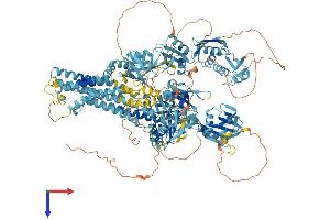AlphaFold protein structure predicition of Human Recombinant ATP7B Protein, UniprotID P35670