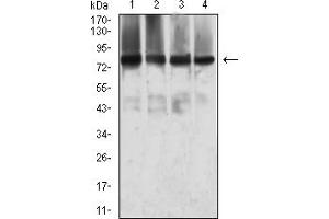 Western blot analysis using MTA1 mouse mAb against SW480 (1), T47D (2), MCF-7 (3), and COS7 (4) cell lysate.