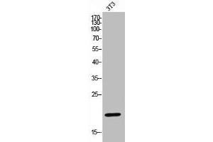 Western Blot analysis of NIH-3T3 cells using Cleaved-Caspase-4 p20 (Q81) Polyclonal Antibody (Caspase 4 anticorps  (Cleaved-Gln81))