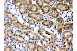 Anti- HINT1 Picoband antibody, IHC(P) IHC(P): Rat Kidney Tissue (HINT1 anticorps  (Middle Region))