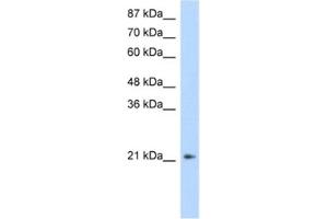 Western Blotting (WB) image for anti-Fer3-Like (FERD3L) antibody (ABIN2461316) (FERD3L anticorps)