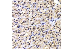 Immunohistochemistry of paraffin-embedded rat stomach using NUDC antibody.
