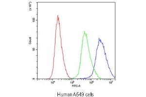 Flow cytometry testing of human A549 cells with Periaxin antibody at 1ug/10^6 cells (blocked with goat sera) (Periaxin anticorps)