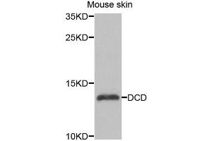Western blot analysis of extracts of mouse skin, using DCD antibody (ABIN5974382) at 1/1000 dilution.