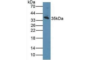 Detection of CD1d in Human K562 Cells using Polyclonal Antibody to Cluster Of Differentiation 1d (CD1d) (CD1d anticorps  (AA 56-271))