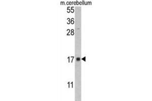 Western Blotting (WB) image for anti-FK506 Binding Protein 2, 13kDa (FKBP2) antibody (ABIN3002777) (FKBP2 anticorps)