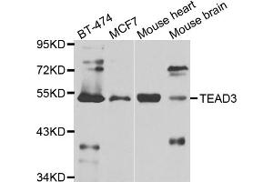 Western blot analysis of extracts of various cell lines, using TEAD3 antibody. (TEAD3 anticorps)