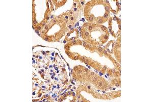 Immunohistochemical analysis of paraffin-embedded R.