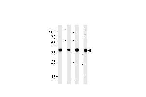 Western blot analysis of lysates from 293,RD,mouse NIH/3T3,rat L6 cell line (from left to right),using ALDOA Antibody at 1:1000 at each lane. (Aldolase anticorps  (N-Term))