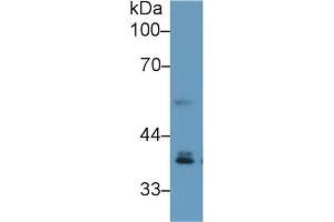 Detection of IRF1 in Mouse Cerebrum lysate using Polyclonal Antibody to Interferon Regulatory Factor 1 (IRF1)