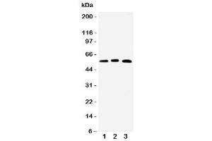 Western blot testing of HNF6 antibody and Lane 1:  rat liver (ONECUT1 anticorps  (N-Term))