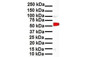 WB Suggested Anti-SNAI1 antibody Titration: 1 ug/mL Sample Type: Human 721_B
