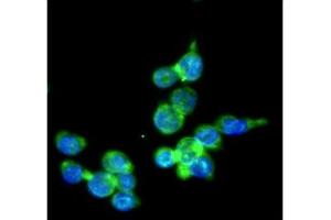 ICC/IF analysis of IRF5 in THP-1 cells line, stained with DAPI (Blue) for nucleus staining and monoclonal anti-human THP-1 antibody (1:100) with goat anti-mouse IgG-Alexa fluor 488 conjugate (Green). (IRF5 anticorps)