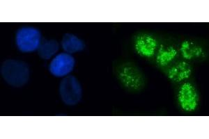 IF analysis of ELL using anti-ELL antibody (ABIN7599363). (ELL anticorps  (AA 1-407))