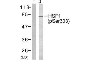 Western blot analysis of extracts from MCF7 cells, using HSF1 (phospho-Ser303) antibody (E011263). (HSF1 anticorps  (pSer303))