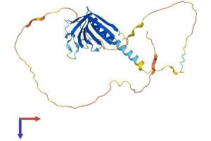 AlphaFold protein structure predicition of Human Recombinant NECAP1 Protein, UniprotID Q8NC96