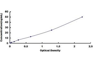 Syndecan 1 (SDC1) ELISA Kit