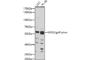 Western blot analysis of extracts of various cell lines, using NOX2/gp91phox antibody (ABIN3022299, ABIN3022300, ABIN3022301 and ABIN6218718) at 1:1000 dilution. (CYBB anticorps  (AA 283-570))