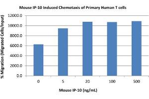 SDS-PAGE of Mouse IP-10 (CXCL10) Recombinant Protein Bioactivity of Mouse IP-10 (CXCL10) Recombinant Protein. (CXCL10 Protéine)