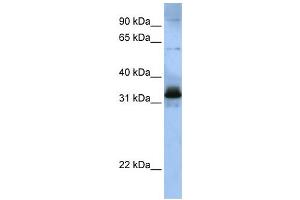 Western Blotting (WB) image for anti-serine/arginine-Rich Splicing Factor 8 (SRSF8) antibody (ABIN2458548)