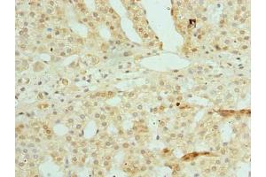 Immunohistochemistry of paraffin-embedded human adrenal gland tissue using ABIN7176016 at dilution of 1:100 (Zinc Finger and SCAN Domain Containing 9 (ZSCAN9) (AA 1-394) anticorps)