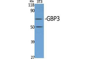 Western Blot (WB) analysis of specific cells using GBP3 Polyclonal Antibody. (GBP3 anticorps  (C-Term))
