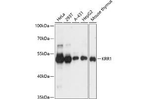 Western blot analysis of extracts of various cell lines, using KRR1 antibody  at 1:3000 dilution.